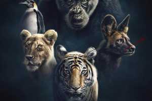 王朝4K蓝光92G下载The Rise and Fall of Animal Families